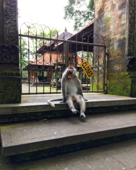 Bali - Aapie’s tempel