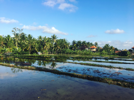 Bali - Ubud