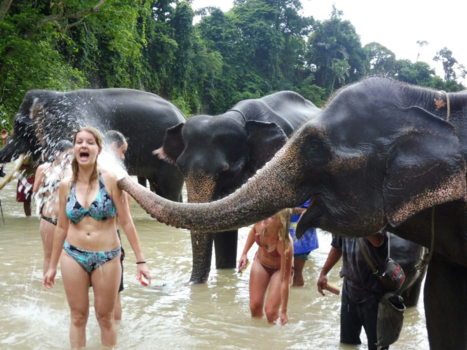 Java - Olifanten wassen- geweldige ervaring!