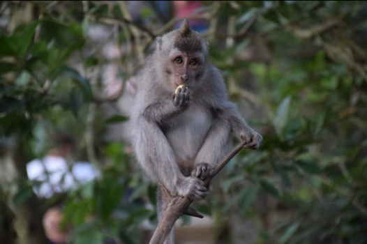 Ubud - A monkey.
