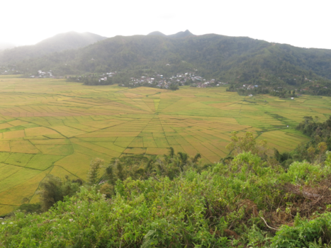 Flores - Voor iedereen een stukje, samen een spinnenweb