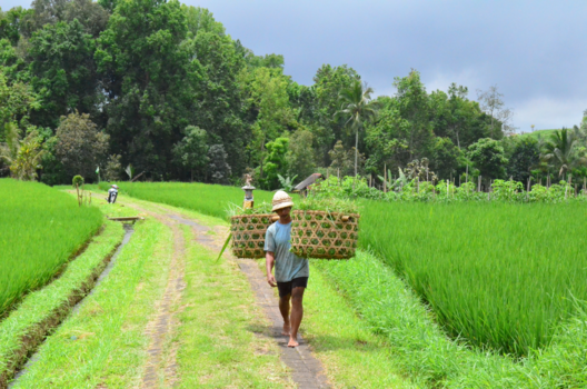 Jatiluwih rijstvelden - Werken in de rijstvelden