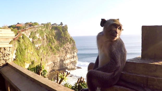 Pura Luhur Uluwatu - Sacred Monkey