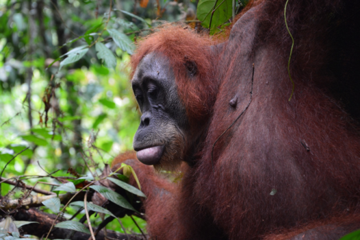 Sumatra - Watching a orangutan