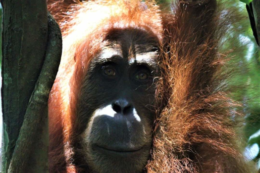 Sumatra - Zelfportret 😃