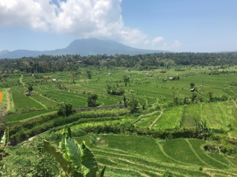 Bali - Sidemen rijstvelden