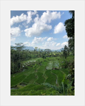 Bali - Rijstvelden Bali