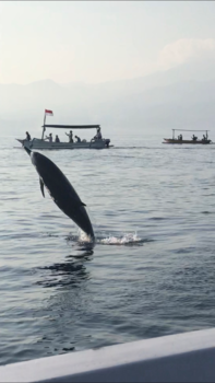Bali - Dolfijnen bij Lovina