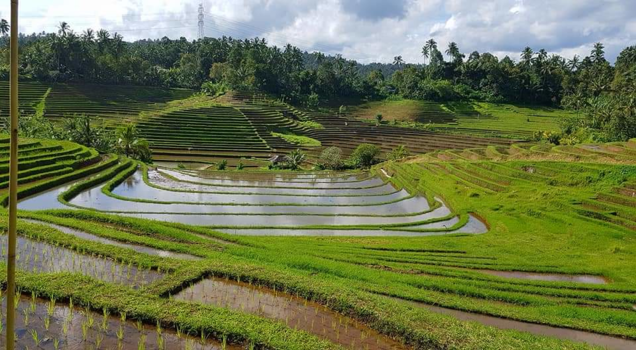Bali - Rijst terrassen in Bling Bing