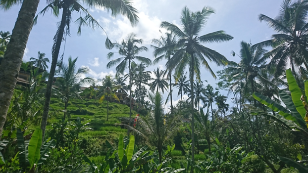 Ubud - A real paradise