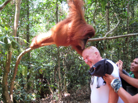 Sumatra - Afgelikt worden door een orang oetan