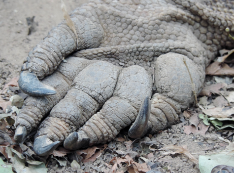 Komodo National Park - Een pootjes van een varaan