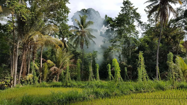 Lombok - Random landscape while driving around the island