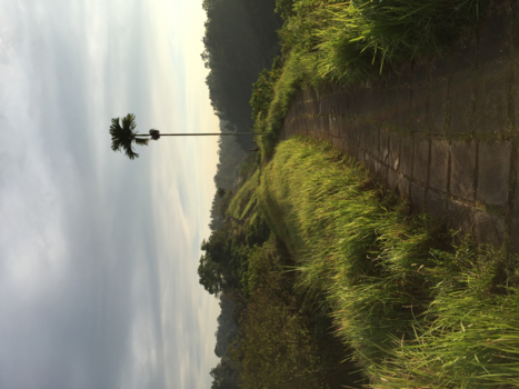 Ubud - Morningwalk <3.