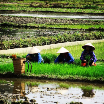 Bali - Sapa, Vietnam.