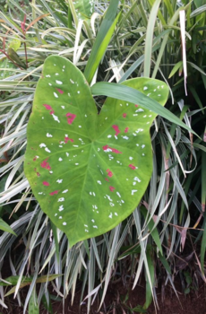 Lombok - Flores groen....