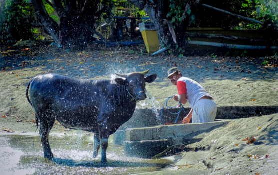Togian eilanden - koeien aan het strand