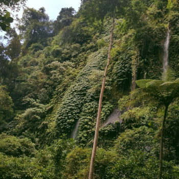 Gunung Rinjani - Nature near tiu kelep waterfall