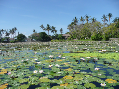 Bali - Candidasa waterlilies