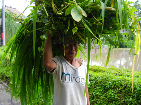 Ubud - Hard werkende Indonesiërs