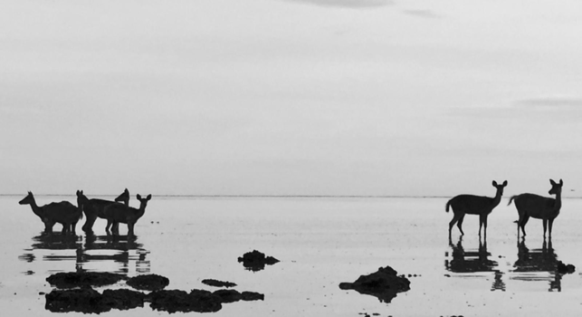 Menjangan - Herten in de Indische oceaan