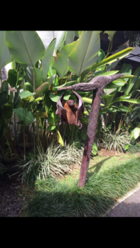 Bali - Even een plasje doen🙃