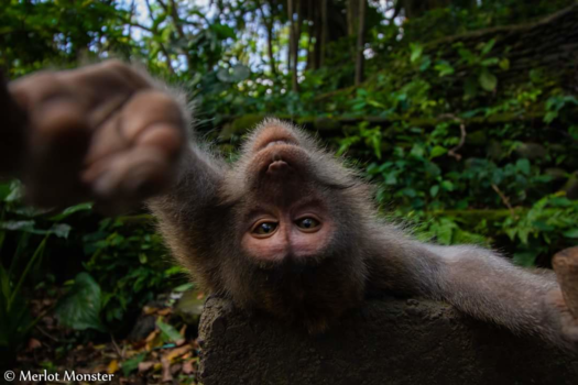 Ubud - Aap maakt eigen selfie