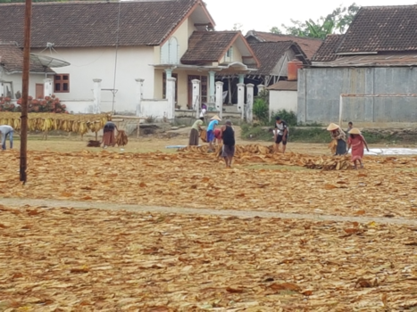 Rondreis Indonesië in vier weken - Tabaksplantage
