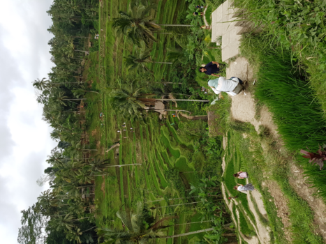 Rondreis Indonesië in vier weken - Theeplantage Ubud