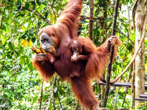 Sumatra - wildlife