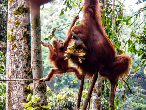 Sumatra - Wildlife Sumatra