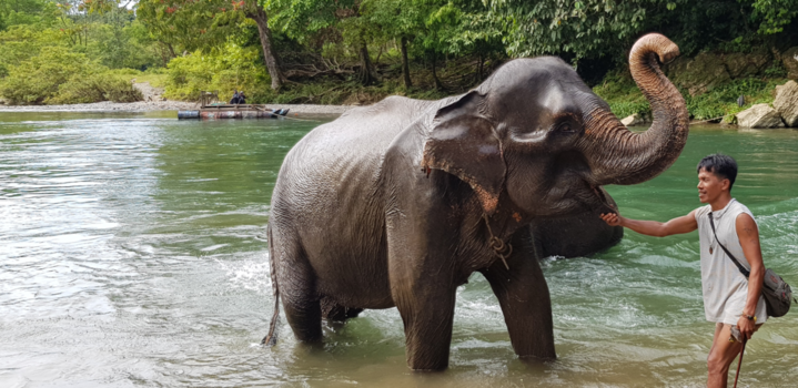 Sumatra - Olifanten in Tangkahan