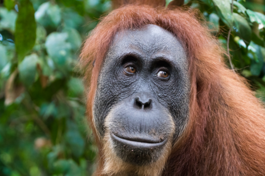 Sumatra - Oeran oetang