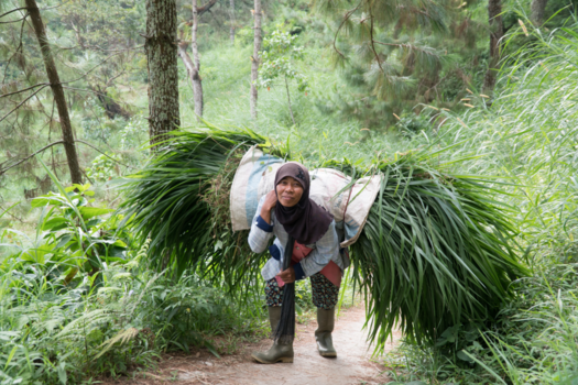 Java - Javaanse vrouw haalt voedsel voor haar dieren.
