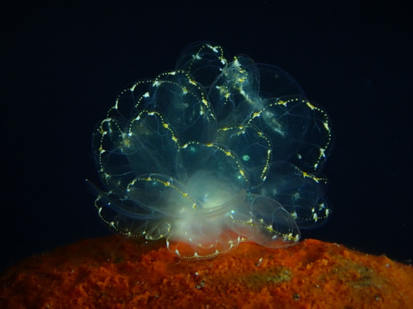 Bali - De vlinder van de oceaan