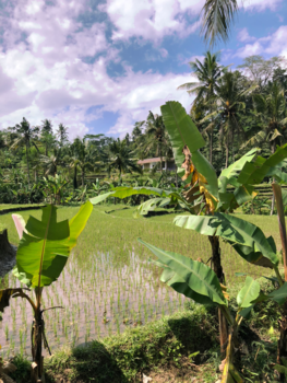 Bali - Sidemen, Bali