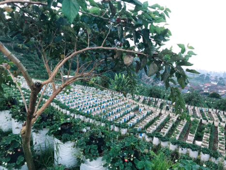 Bandung - Aardbei plantage
