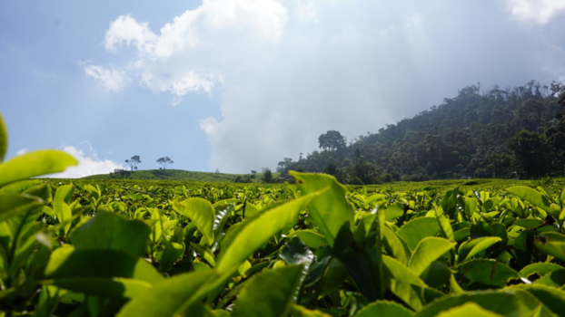 Bandung - Thee plantage