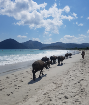 Lombok - Cows on the beach at Selong Belanak Lombok