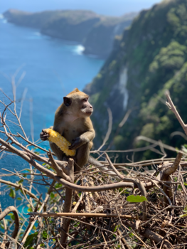 Nusa Penida - Kelingking aapje