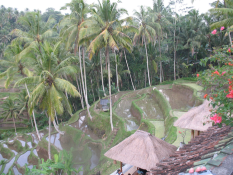 Bali - Rijstterassen