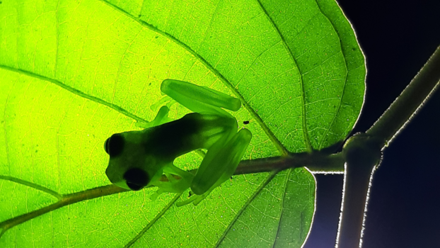 Rondreis Indonesië in vier weken - Kwaaak!!!!