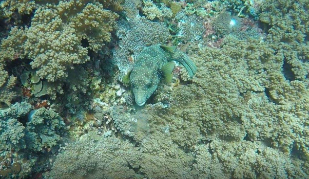 Bali - Snorkling in Nusa Penida