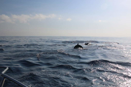 Bali - Dolphin watching in Lovina