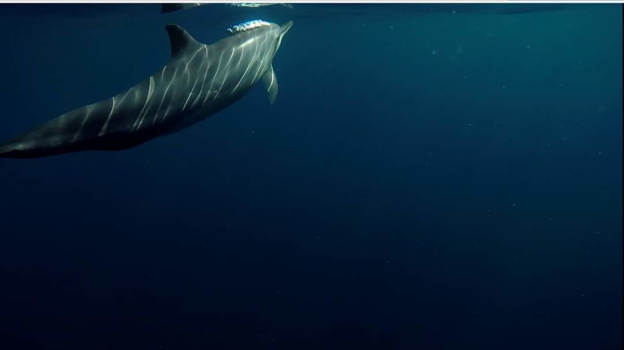 Bali - Dolphin watching in Lovina