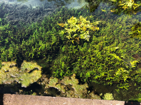 Sanur - Water tempel