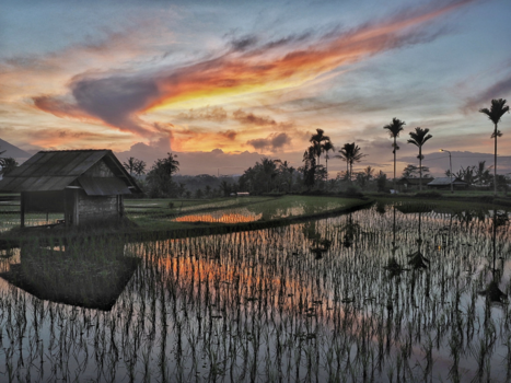Bali - Bali, Sunrise over the rice fields