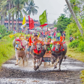 Bali - Makepung Buffalo Race