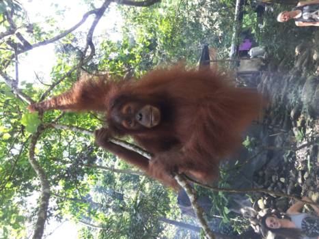 Sumatra - Close to nature