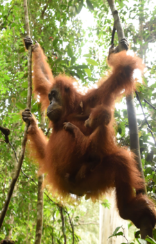 Sumatra - Moeder en kind Orang Utan